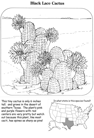 Black Lace Cactus Coloring Page